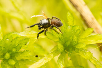 A small spider on some moss