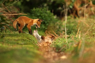 Fox cubs play fighting in front of bushes