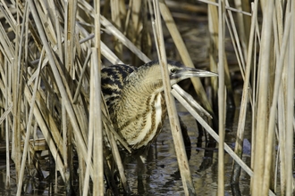 A bittern in reeds