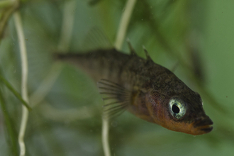 A three-spined stickleback swimming in front of pondweed