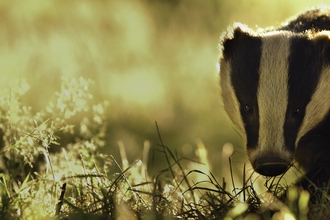 Close-up of a badger looking into the camera as bright evening light illuminates the surrounding grasses