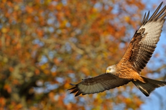 A red kite flying against a backdrop of autumn trees
