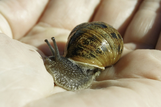 snail