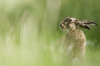 European hare (Lepus europaeus) feeding in a field, Berkshire, summer. 