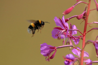 A species of white-tailed bumblebee flying towards pink flowers