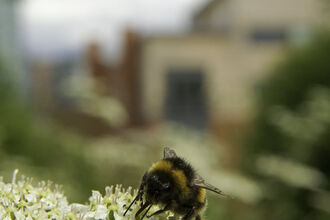 A bee on white cow parsley flowers with a house visible in the background