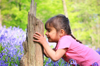 A little girl peering into a tree trunk in the middle of a bluebell wood