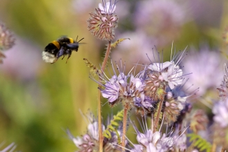 Buff-tailed bumblebee flying to feed on garden flowers