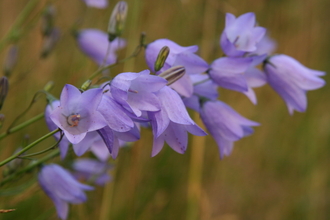Close-up of harebell plants growing in grassland. They are pale blue and bell-shaped