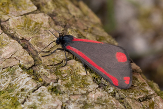 A cinnabar moth resting on the bark of a tree trunk