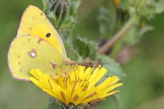 A clouded yellow butterfly sitting on a dandelion.