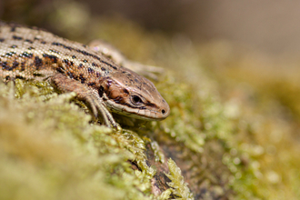 A common lizard resting on a mossy log