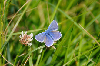 Male common blue butterfly feeding from white clover