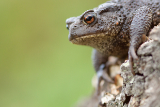 A common toad sitting on a brick