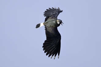 A lapwing flying with broad wings outstretched and beak open, against a clear blue sky