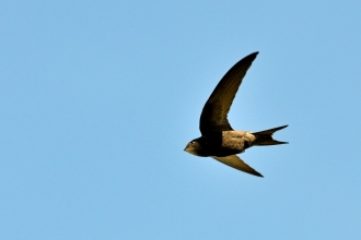 A swift flying across a bright blue sky