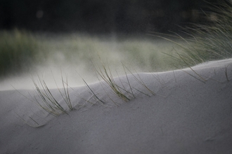 Grass emerging from a sand dune