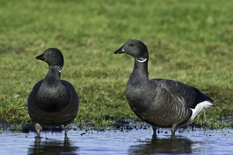 A pair of dark-bellied Brent geese standing in a pool in a green field
