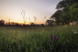 The sun rising over a wildflower meadow where orchids are growing