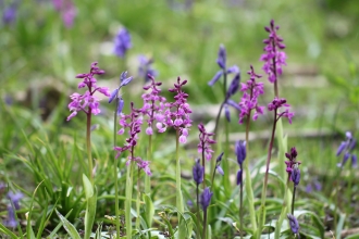 Early purple orchids growing on grass alongside bluebells