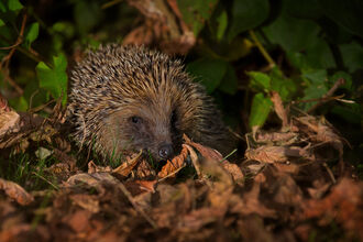 A hedgehog snuffling about in leaf litter at night under a garden light
