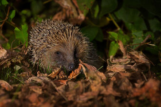 A hedgehog snuffling about in leaf litter at night under a garden light