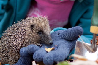 Woman holding hedgehog in autumn leaves (captive, rescue animal)