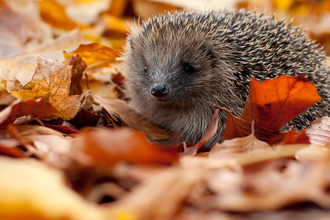 Hedgehog in autumn leaves (captive, rescue animal)