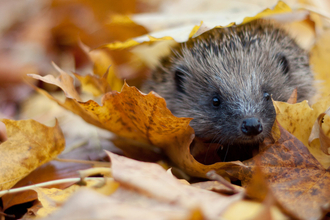 A hedgehog peeking out from a pile of orange autumn leaves
