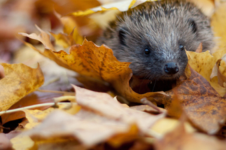 Hedgehog in autumn leaves