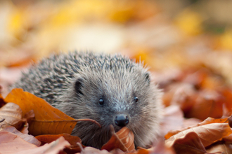 Hedgehog in leaves