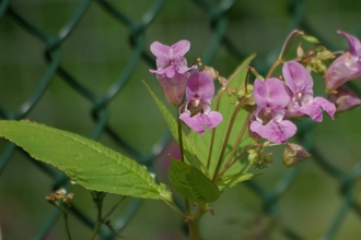 Himalayan balsam growing in front of a chain-link fence