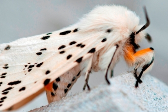 A white ermine moth standing on an egg box