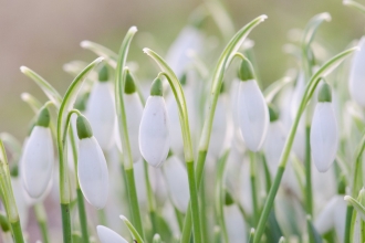 A bunch of snowdrops backlit by the sun