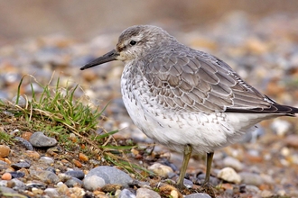 A knot standing on a slope covered in stones and shingle