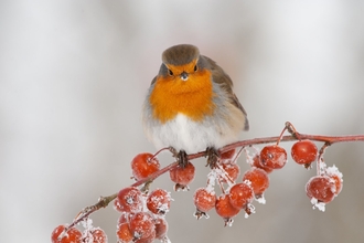 Robin perched on a tree branch covered in frost during winter