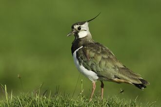 A lapwing standing on a tussock of grass
