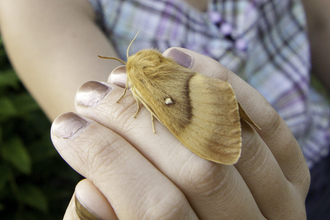 An oak eggar moth resting on woman's hand