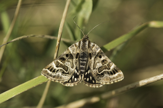 A Mother Shipton moth resting on a blade of grass in the sunshine
