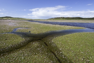 A saltmarsh in Scotland peppered by white salt-loving plants, with mountains and wading birds in the background