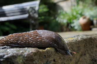 Brown form of the great black slug making its way across a garden path