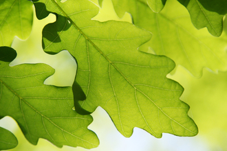Sunlight shining through green oak leaves