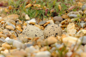 Speckled oystercatcher eggs in a nest on coastal pebbles