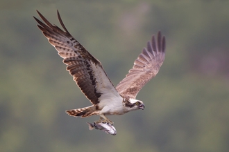 An osprey flying with a freshly caught fish in its talons