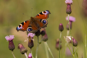 Peacock Butterfly