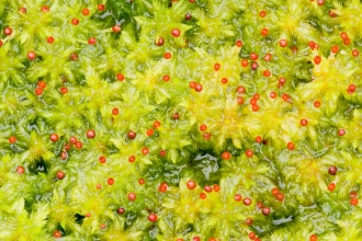 Close-up of a boggy green sphagnum pool