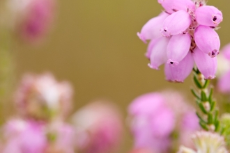 Cross-leaved heath blooming with purple flowers