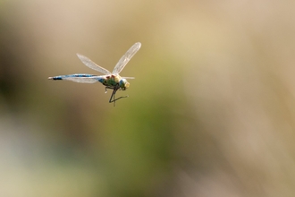 An emperor dragonfly in flight on a bright sunny day