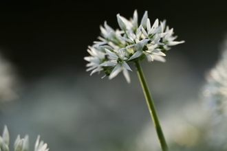 The star-like, clustered flowers of wild garlic