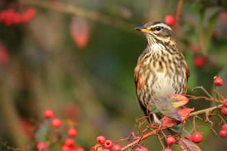 A redwing sitting on the branch of a tree covered in red berries